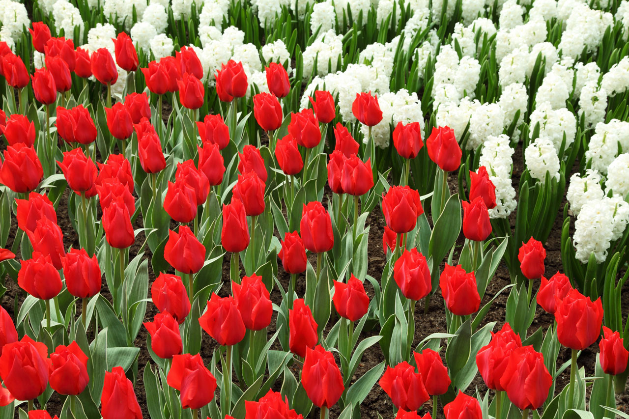 Gražus,  Žydėti,  Žiedas,  Spalva,  Spalvinga,  Olandų,  Flora,  Gėlė,  Sodas,  Holland