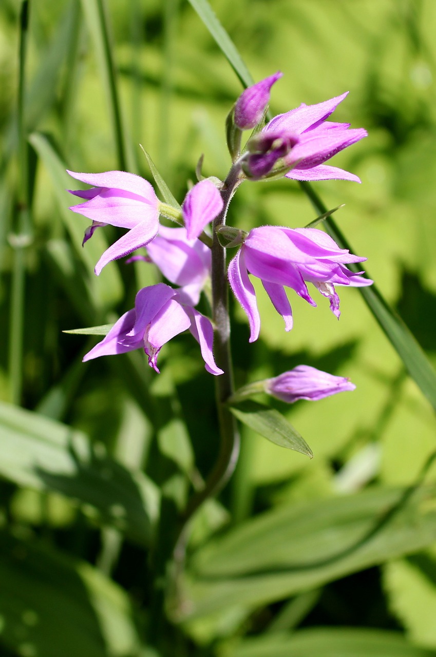 Raudona Waldvöglein, Orchidėja, Laukinė Gėlė, Rožinis, Nemokamos Nuotraukos,  Nemokama Licenzija