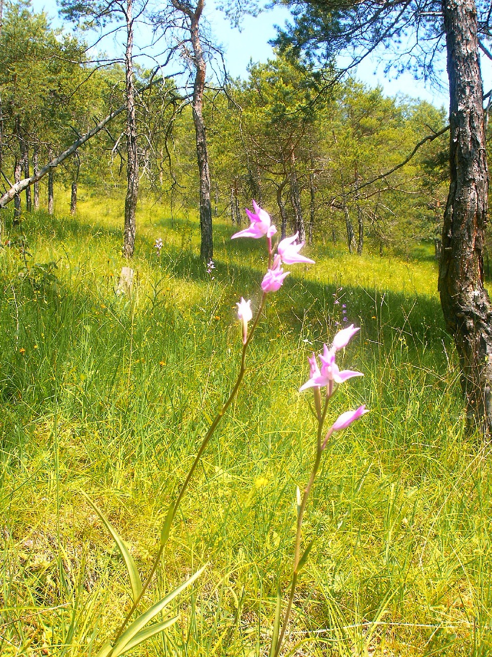 Raudona Waldvöglein, Vokiečių Orchidėja, Retai, Nemokamos Nuotraukos,  Nemokama Licenzija