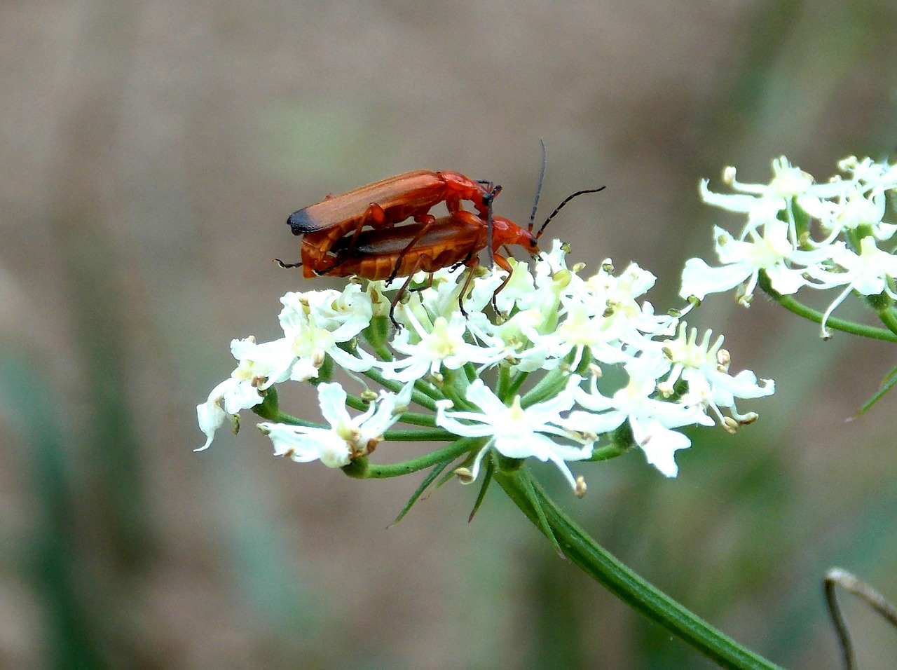 Raudona Weichkäfer, Kareivių Vabalas, Vabalas, Vabzdys, Reprodukcija, Gamta, Flora, Fauna, Pieva, Pievinis Valytuvas