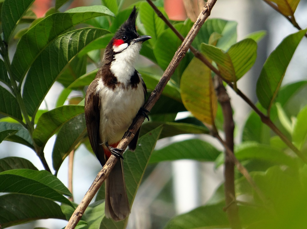 Raudonas-Blyškis, Pycnonotus Jocosus, Bulbul, Paukštis, Sipahi Bulbul, Dharwad, Indija, Nemokamos Nuotraukos,  Nemokama Licenzija