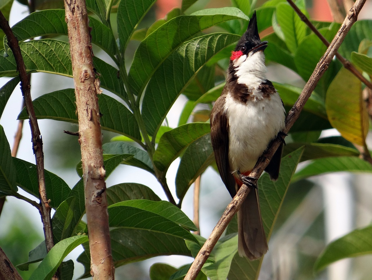 Raudonas-Blyškis, Pycnonotus Jocosus, Bulbul, Paukštis, Sipahi Bulbul, Dharwad, Indija, Nemokamos Nuotraukos,  Nemokama Licenzija