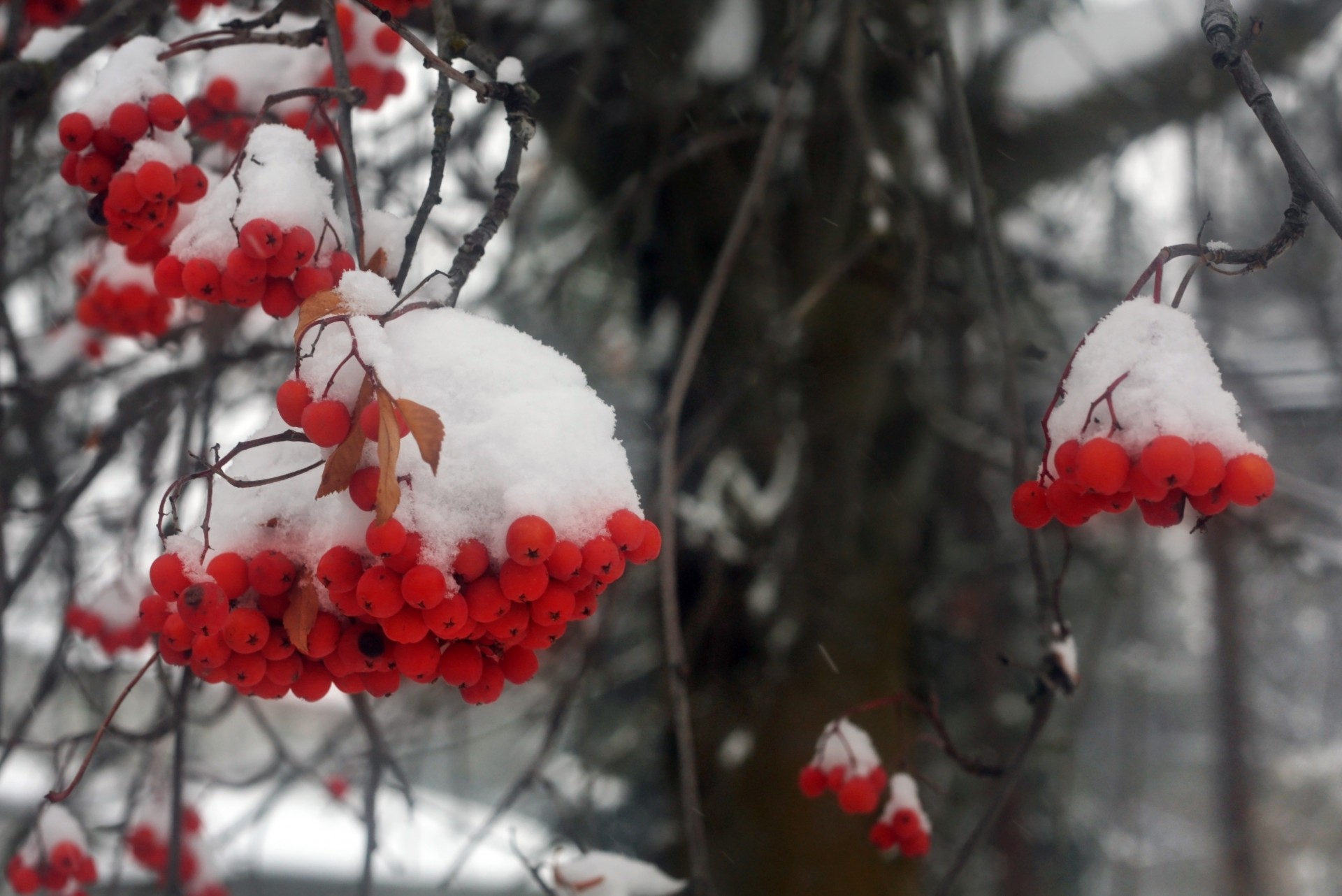 Winterberry,  Žiemos Uogos,  Winterberry,  Uogos,  Lauke,  Sniegas,  Sniegas,  Kalėdos,  Raudonos Žiemos Uogos Sniege, Nemokamos Nuotraukos