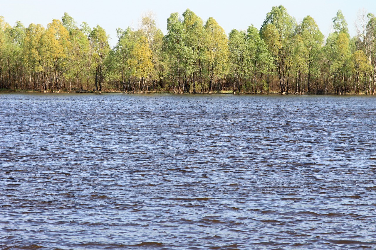 Raudona Mediena, Chenobilas, Plotas, Vanduo, Nemokamos Nuotraukos,  Nemokama Licenzija