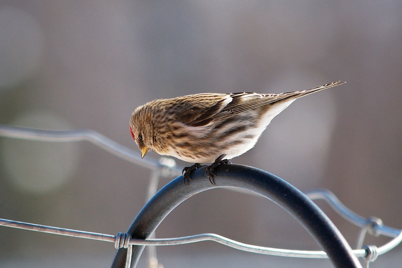 Redpoll, Paukštis, Laukinė Gamta, Gamta, Plunksnos, Sustingęs, Nemokamos Nuotraukos,  Nemokama Licenzija