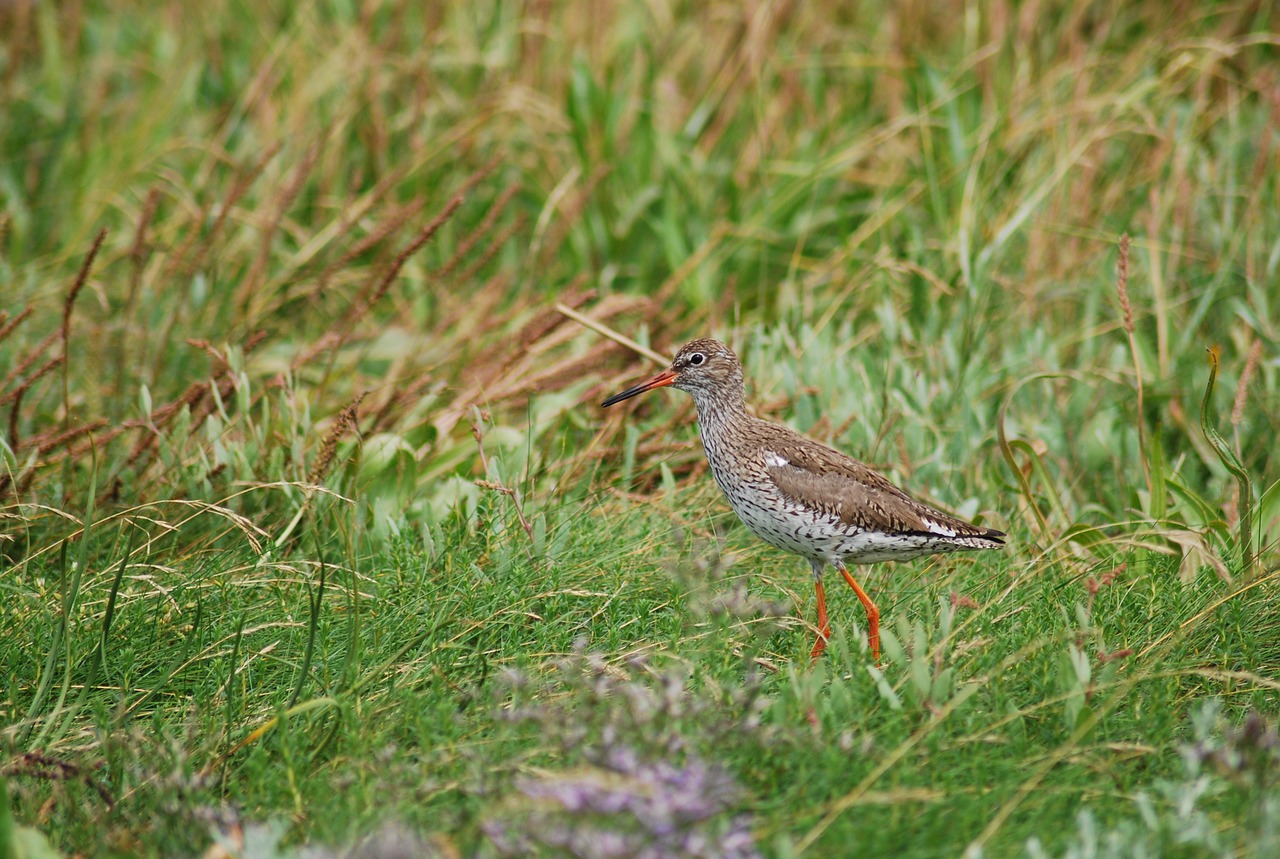 Redshank, Užkandis, Paukštis, Paukščiai, Šiaurės Jūra, Jade, Gyvūnas, Uždaryti, Kranto, Nemokamos Nuotraukos