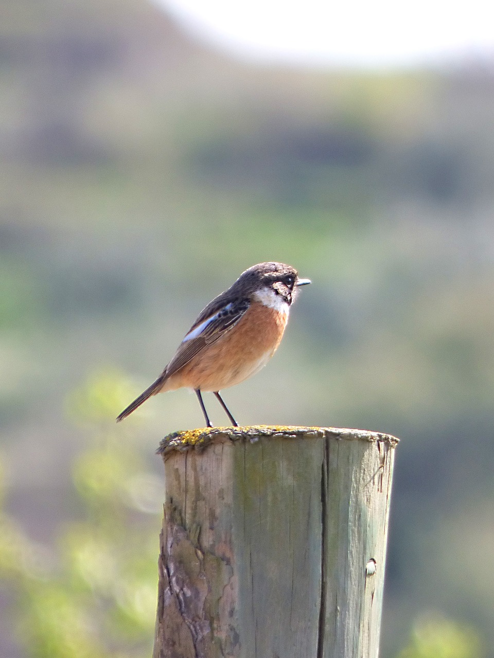 Redstart, Phoenicurus Phoenicurus, Paukštis, Pilonas, Saugokis, Nemokamos Nuotraukos,  Nemokama Licenzija