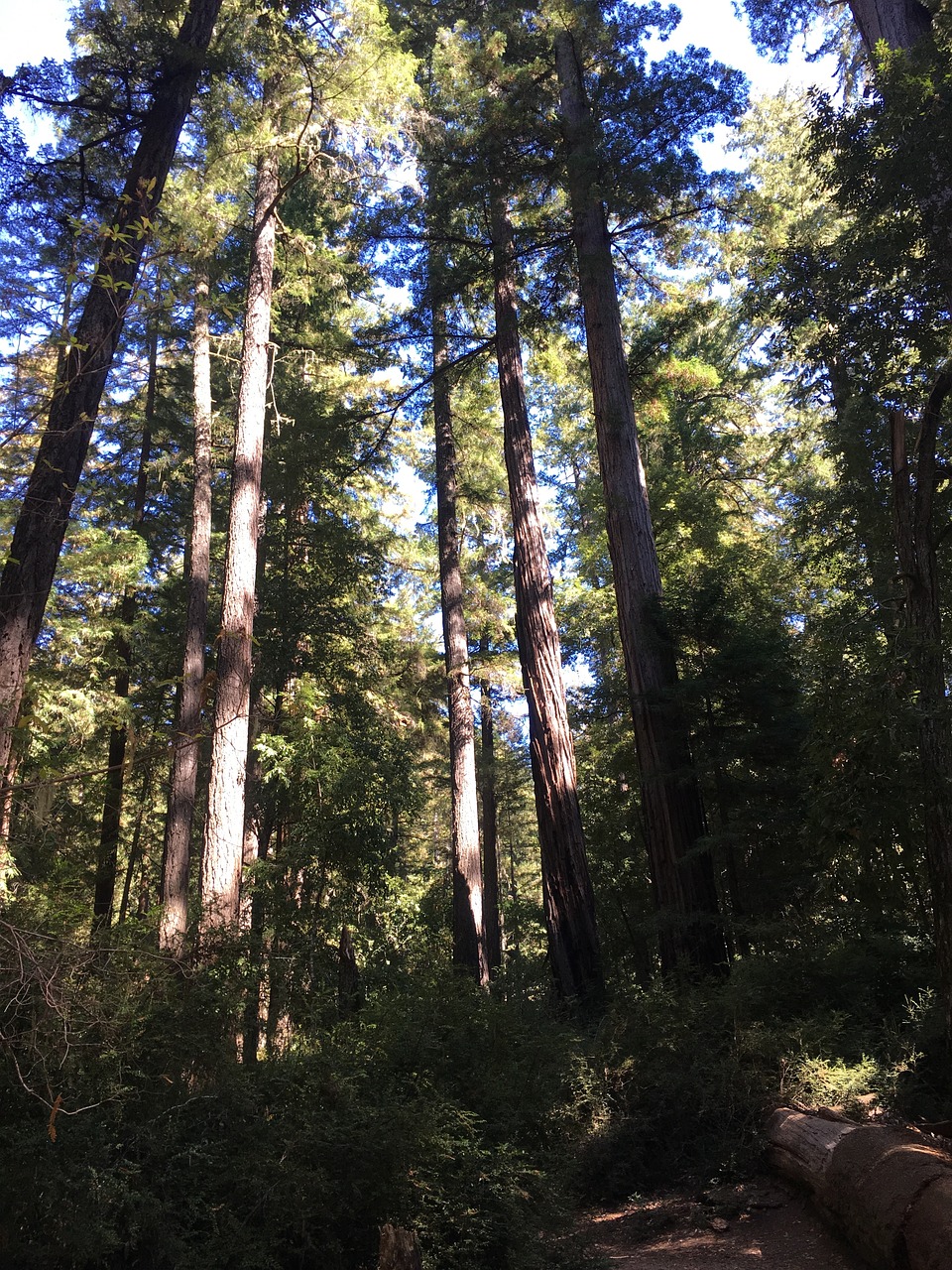 Redwood, Miškas, Milžiniški Medžiai, Kalifornija, Senas, Nemokamos Nuotraukos,  Nemokama Licenzija