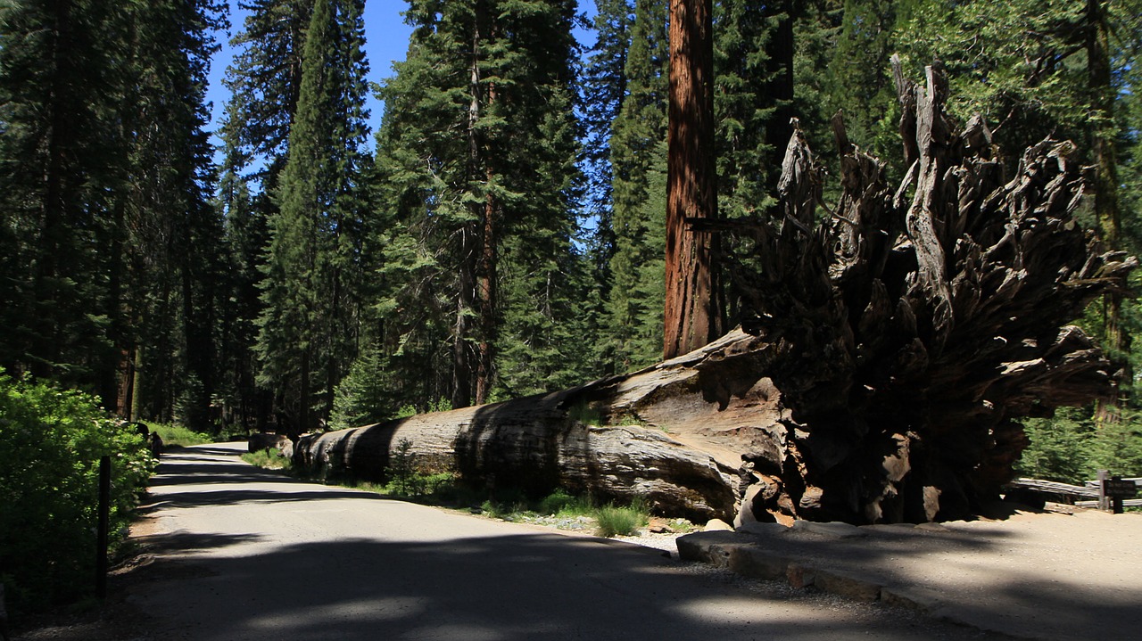 Redwood, Josemitas, Kalifornija, Parkas, Nacionalinis, Sekvija, Medis, Miškas, Gamta, Sierra
