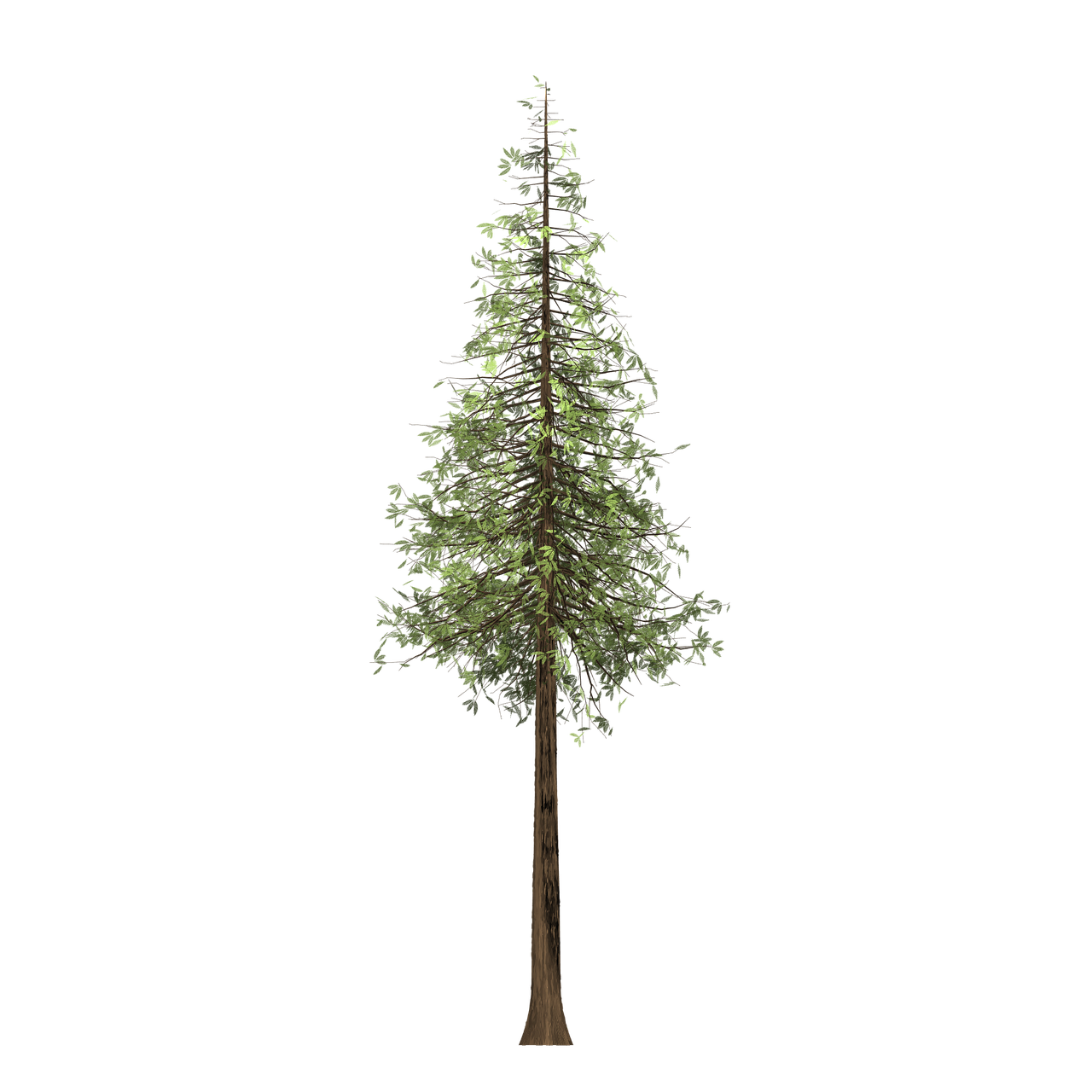 Redwood, Medis, Dažytas Medis, Žalias, Gamta, Augalas, Paveikslų Tapyba, Meniškai, Dizainas, Lapai
