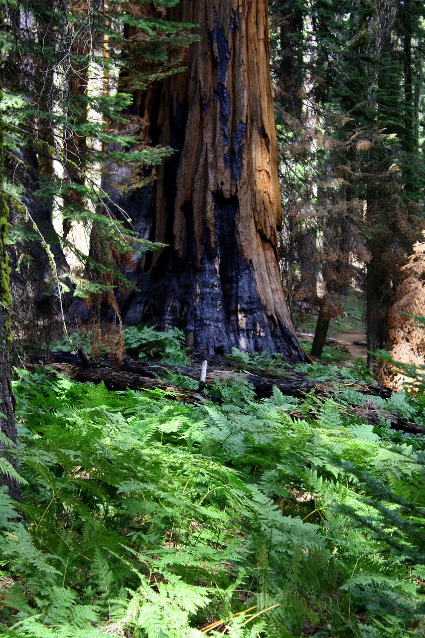 Redwood, Sudegino, Kalifornija, Miškas, Gamta, Sekvija, Medis, Nacionalinis, Parkas, Kraštovaizdis