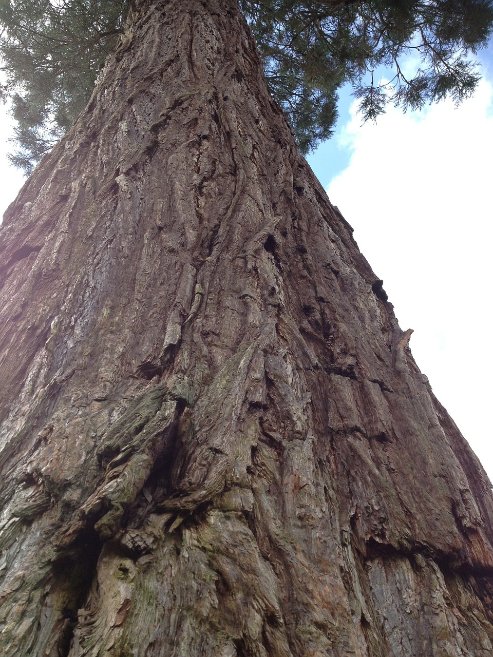 Redwood, Sekvija, Aukštas Medis, Medžio Žievė, Grubus, Nemokamos Nuotraukos,  Nemokama Licenzija