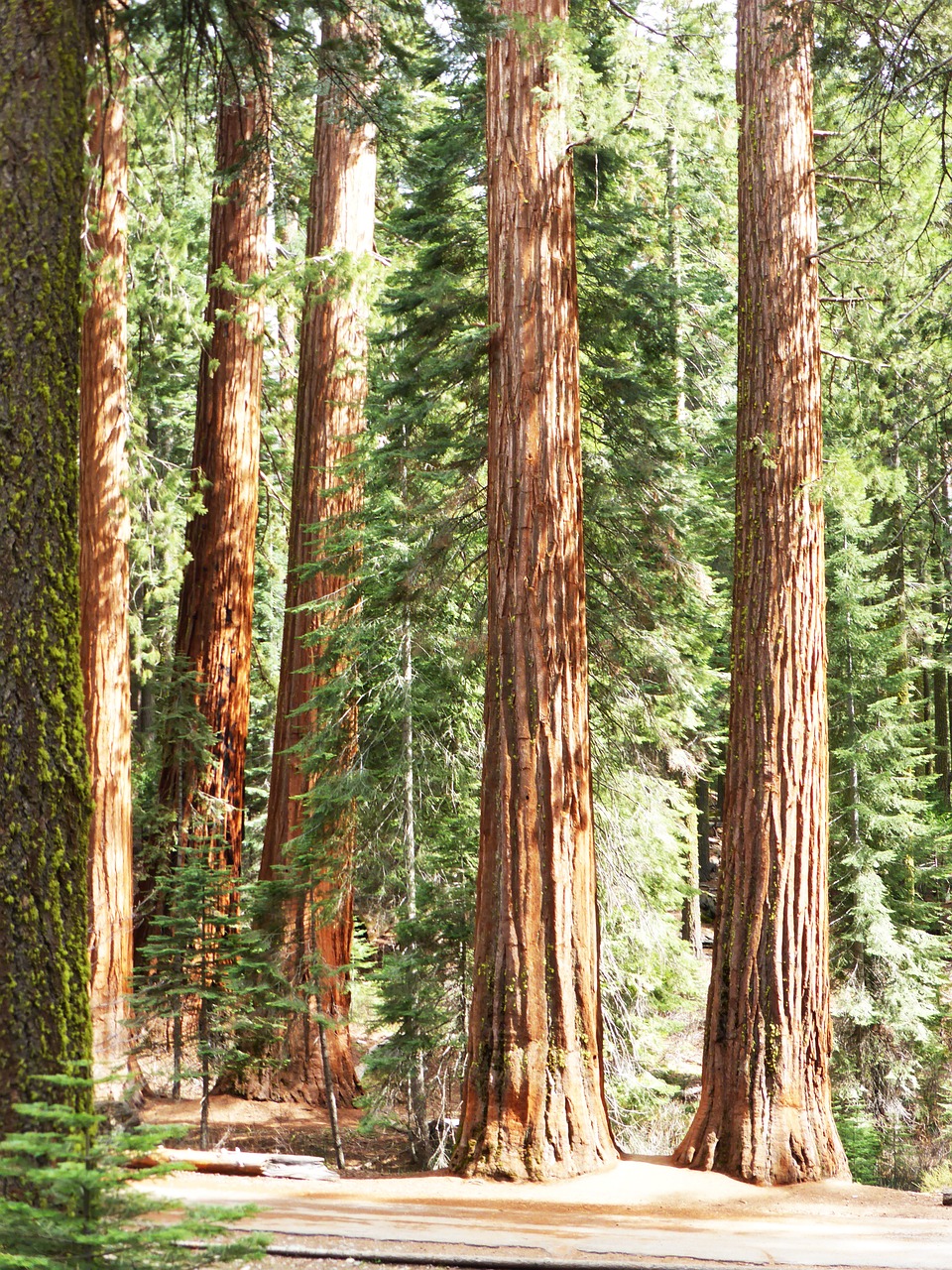 Redwood,  Medžiai,  Nacionalinis,  Parkas,  Amerikietis,  Milžiniškas,  Bagažinė, Nemokamos Nuotraukos,  Nemokama Licenzija