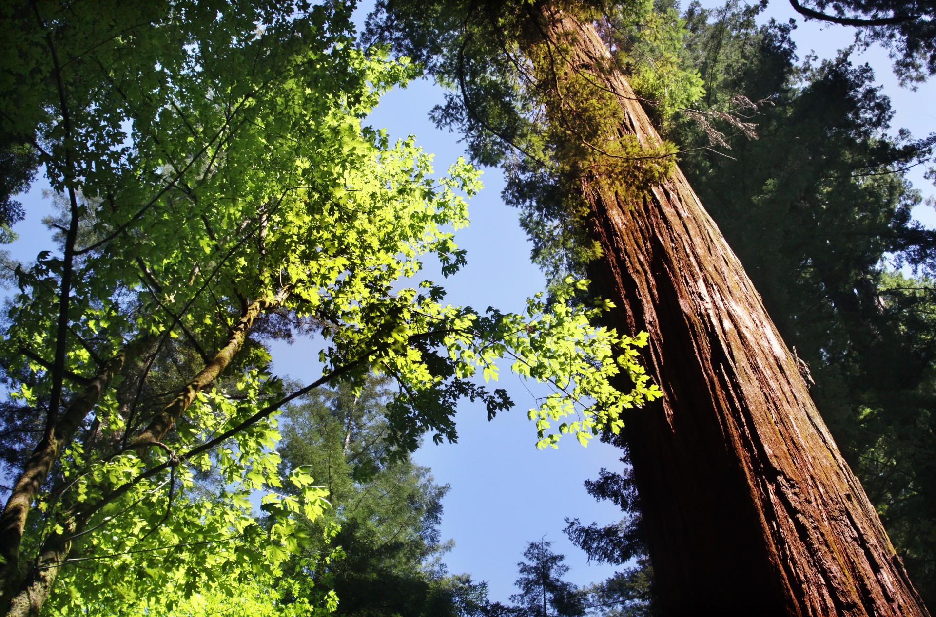 Medis,  Redwood,  Miškas,  Miškai,  Milžinas,  Šiaurė,  Kalifornija,  Usa,  Aukštas,  Raudonmedžio Miškas