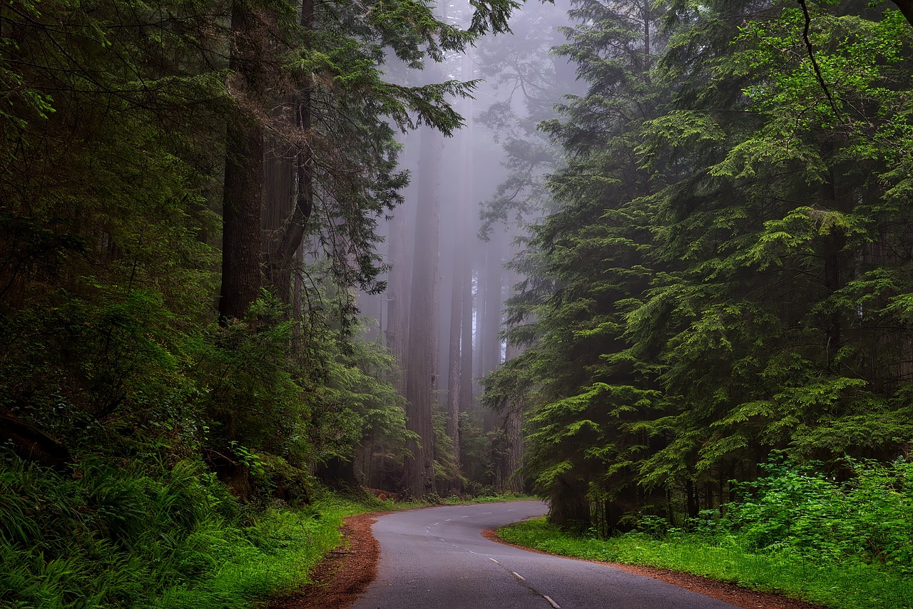 Redwoodo Nacionalinis Parkas, Kalifornija, Hdr, Kraštovaizdis, Vaizdingas, Aušra, Saulėlydis, Saulėtekis, Redwoods, Žinomas