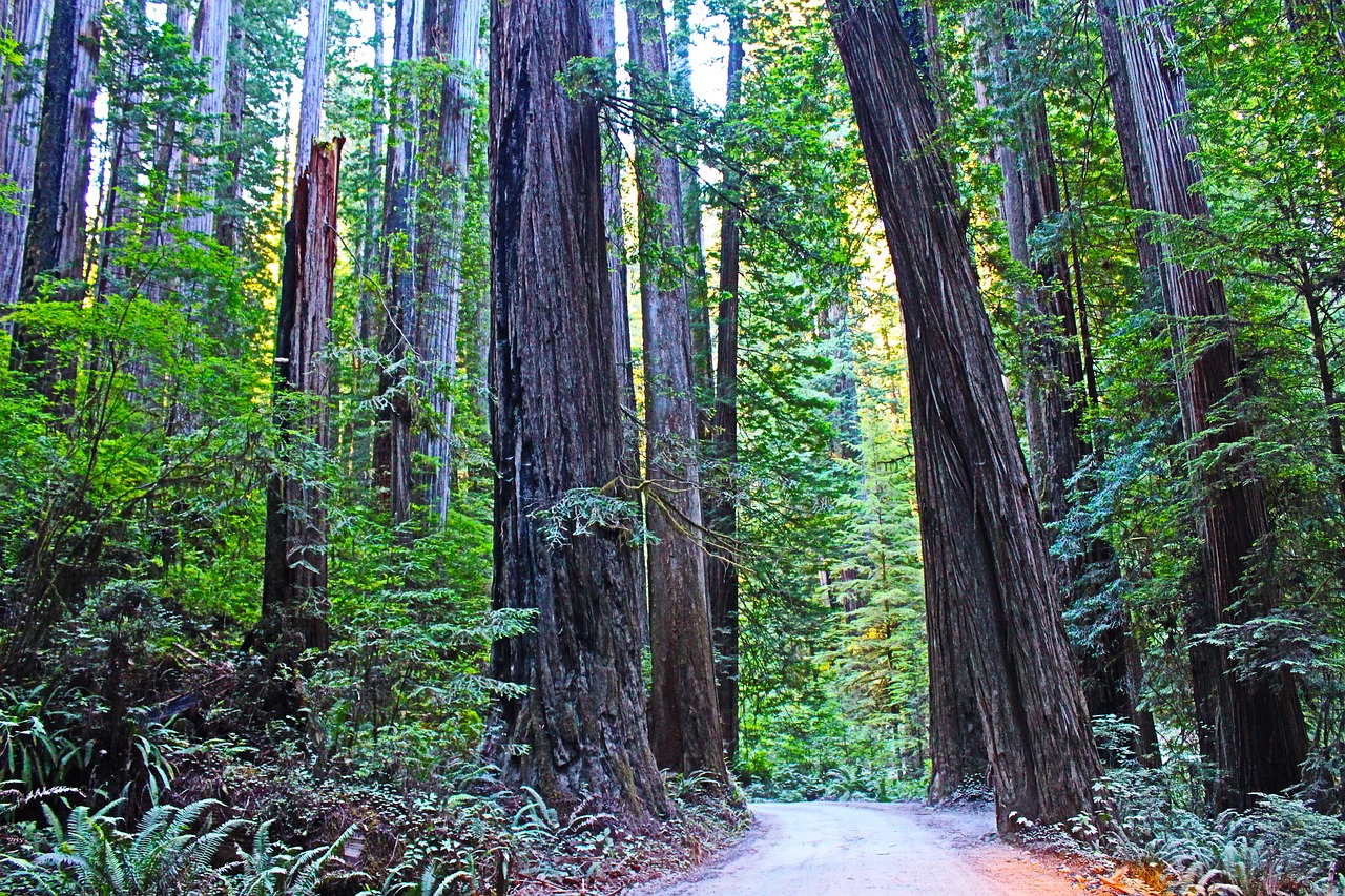 Redwoodo Nacionalinis Parkas, Kalifornija, Usa, Redwood, Kelionė, Medis, Pušis, Gamta, Miškas, Žalias