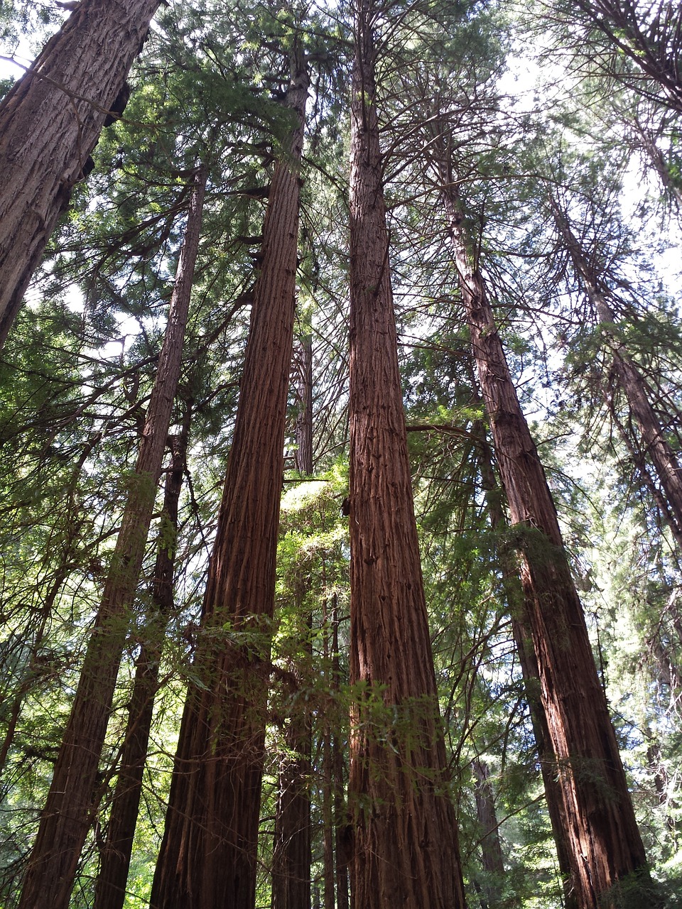 Redwoods, Muir Miškai, Miškas, Gamta, Kalifornija, Parkas, Medis, Sekvija, Lauke, Didelis