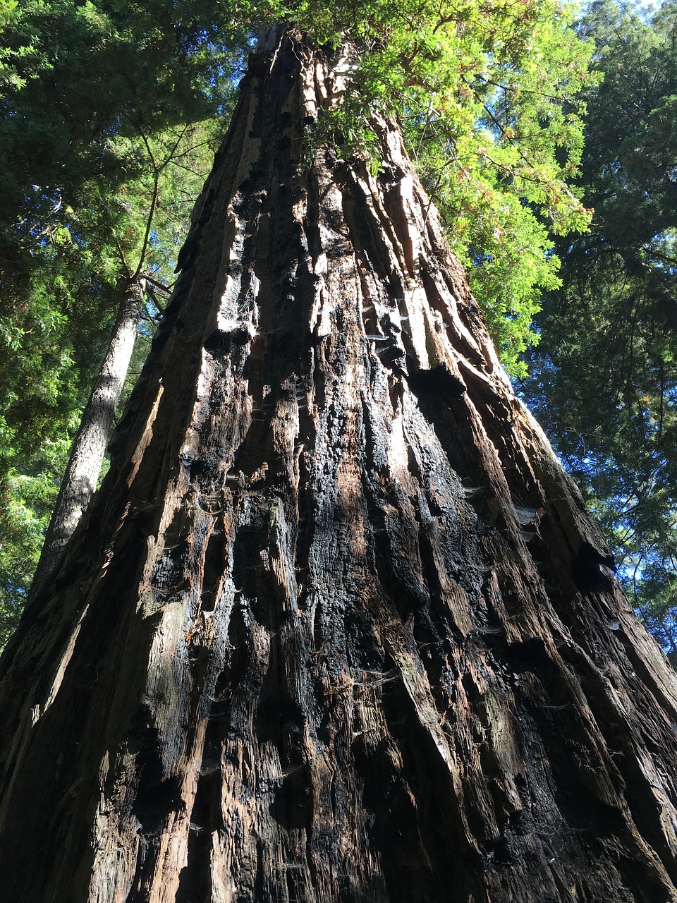 Redwoods, Miškas, Milžiniški Medžiai, Kalifornija, Senas, Sekvija, Žievė, Dykuma, Nemokamos Nuotraukos,  Nemokama Licenzija
