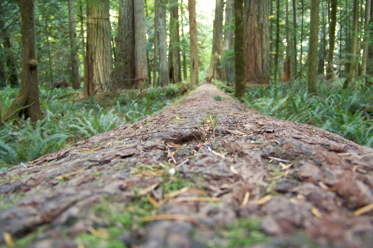 Redwoods, Medžiai, Miškas, Aukšti Medžiai, Gamta, Medis, Sekvija, Natūralus, Bagažinė, Vaizdingas