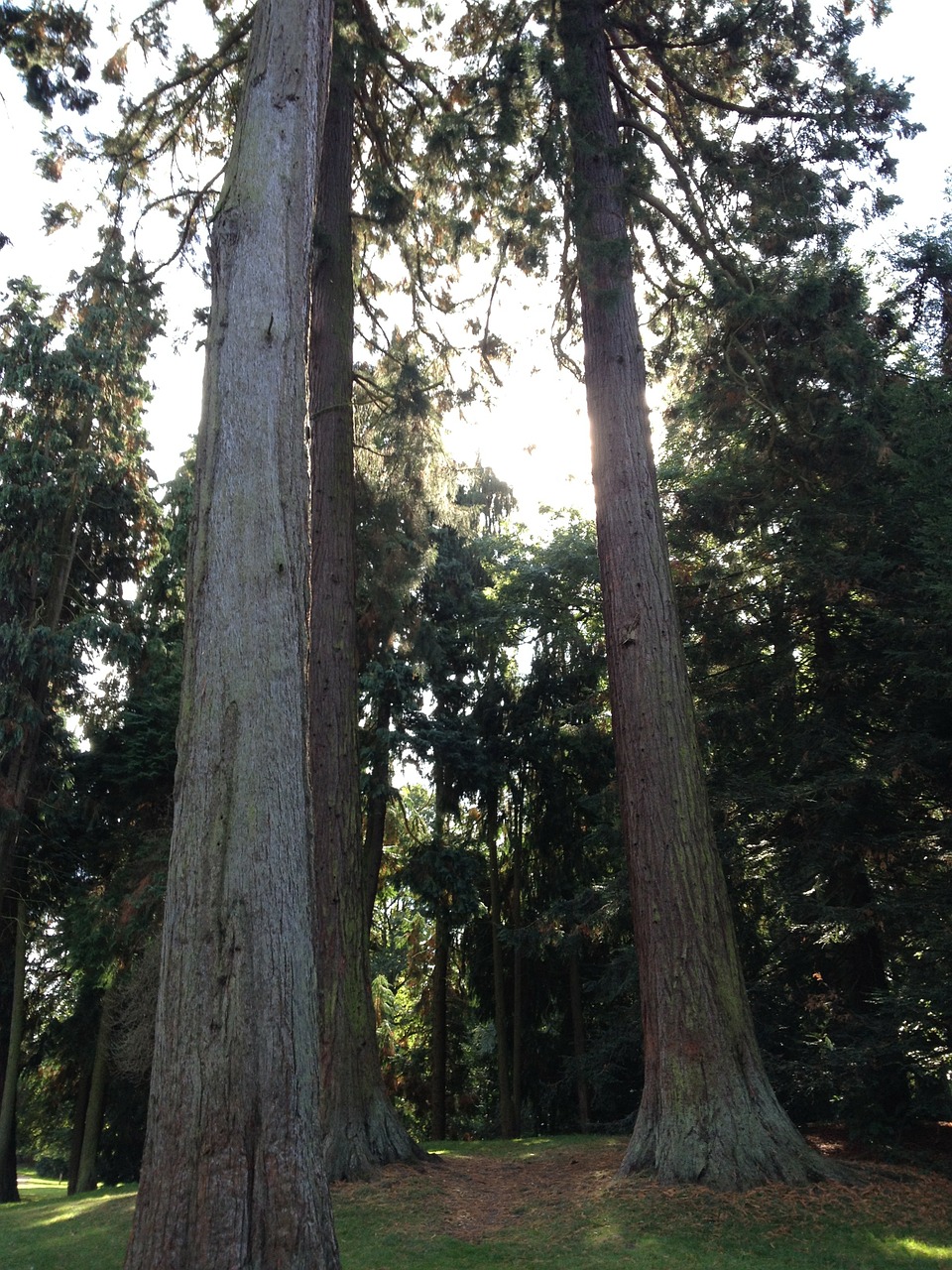 Redwoods, Sekvija, Raudonmedžio Medžiai, Miškas, Milžinas Raudonmedis, Mamutas Medis, Nemokamos Nuotraukos,  Nemokama Licenzija