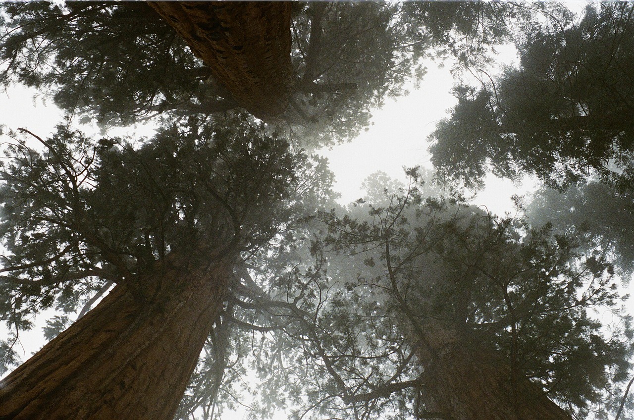 Redwoods, Medžiai, Aukštas, Miškas, Kalifornija, Sekvija, Milžinas Raudonmedis, Usa, Grunge, Amerikietis
