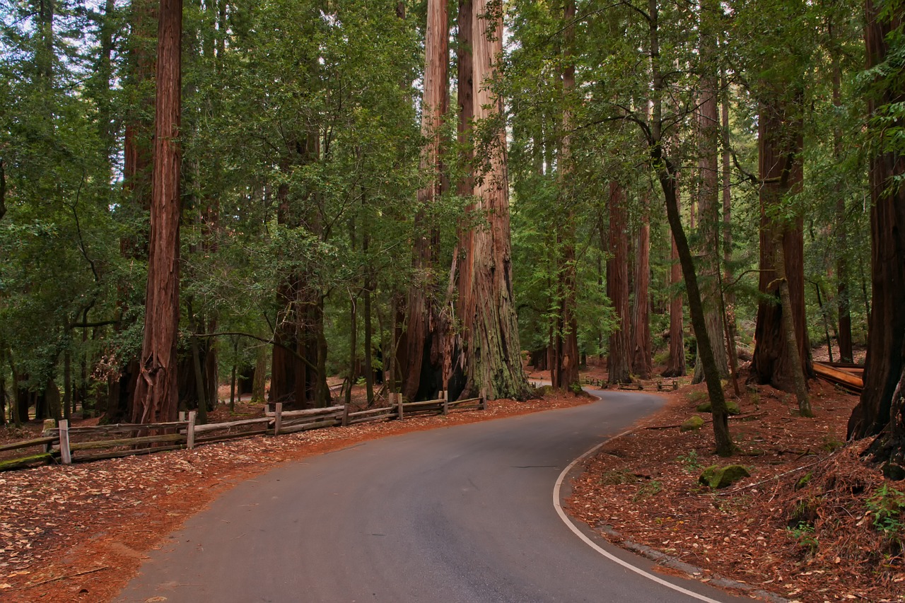 Redwoods, Miškas, Medžiai, Kelias, Nacionalinis Parkas, Usa, Amerikietis, Nemokamos Nuotraukos,  Nemokama Licenzija