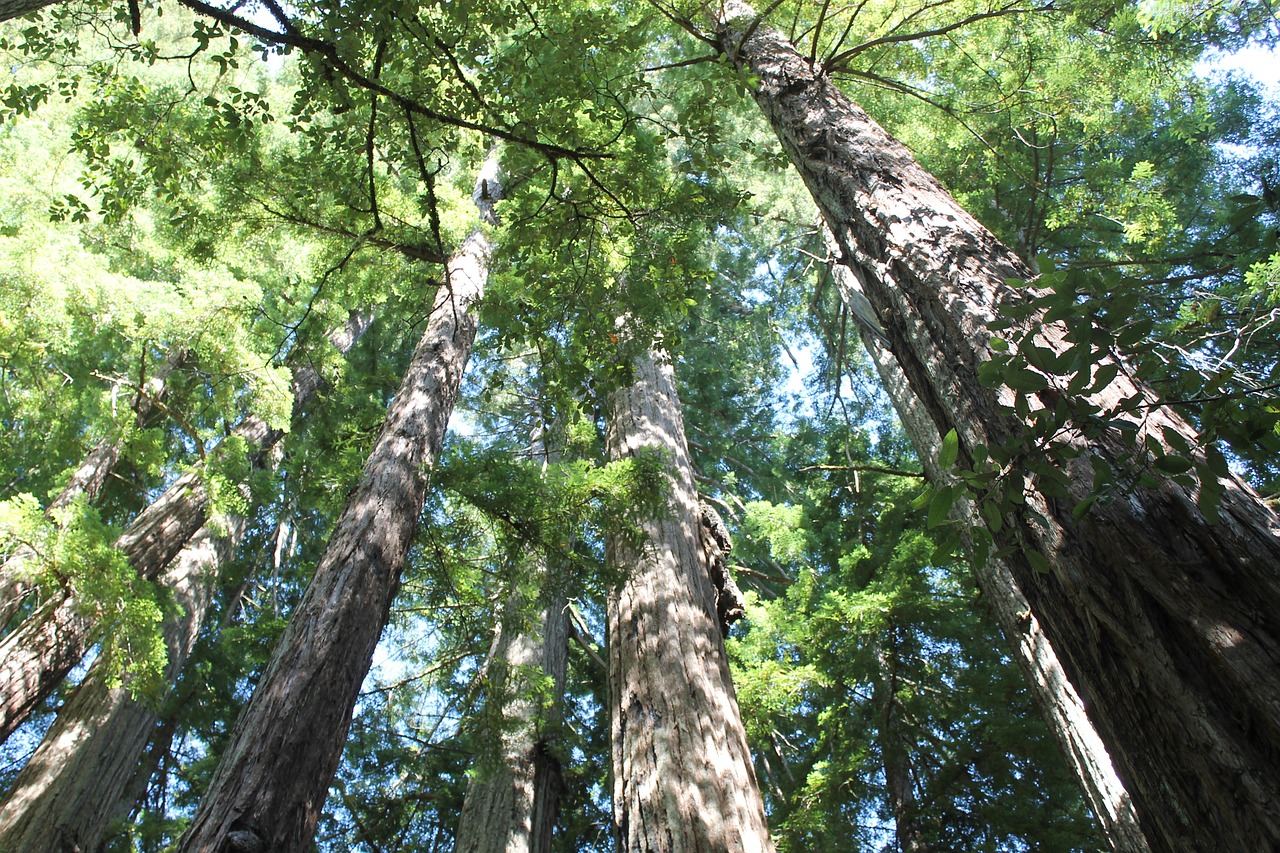 Redwoods, Medžiai, Natūralus, Miškas, Lauke, Gamta, Milžiniški Medžiai, Žalias, Nemokamos Nuotraukos,  Nemokama Licenzija