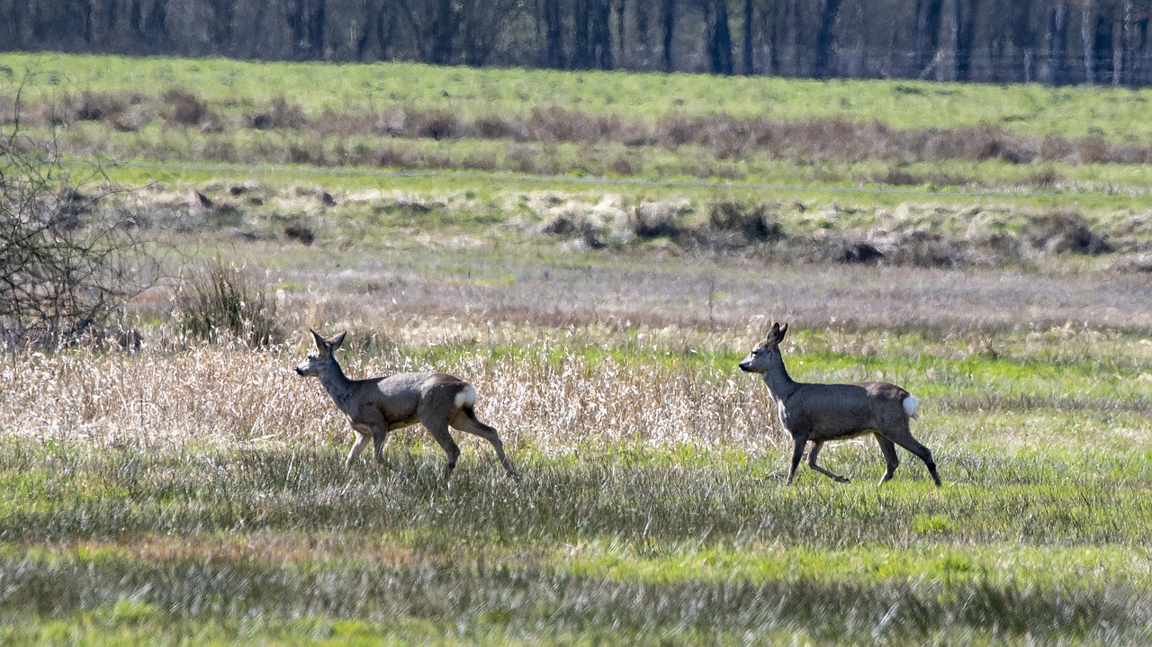 , Nemokamos Nuotraukos,  Nemokama Licenzija