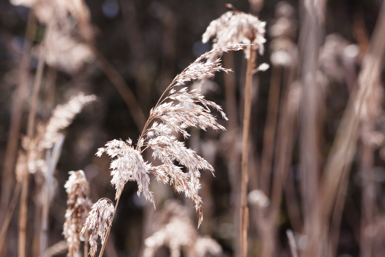 Nendrė, Phragmites Australis, Žolė, Poaceae, Pelkių Augalas, Bluegrass, Ilgos Dulkių Sriegiai, Atgal Šviesa, Augalas, Flora