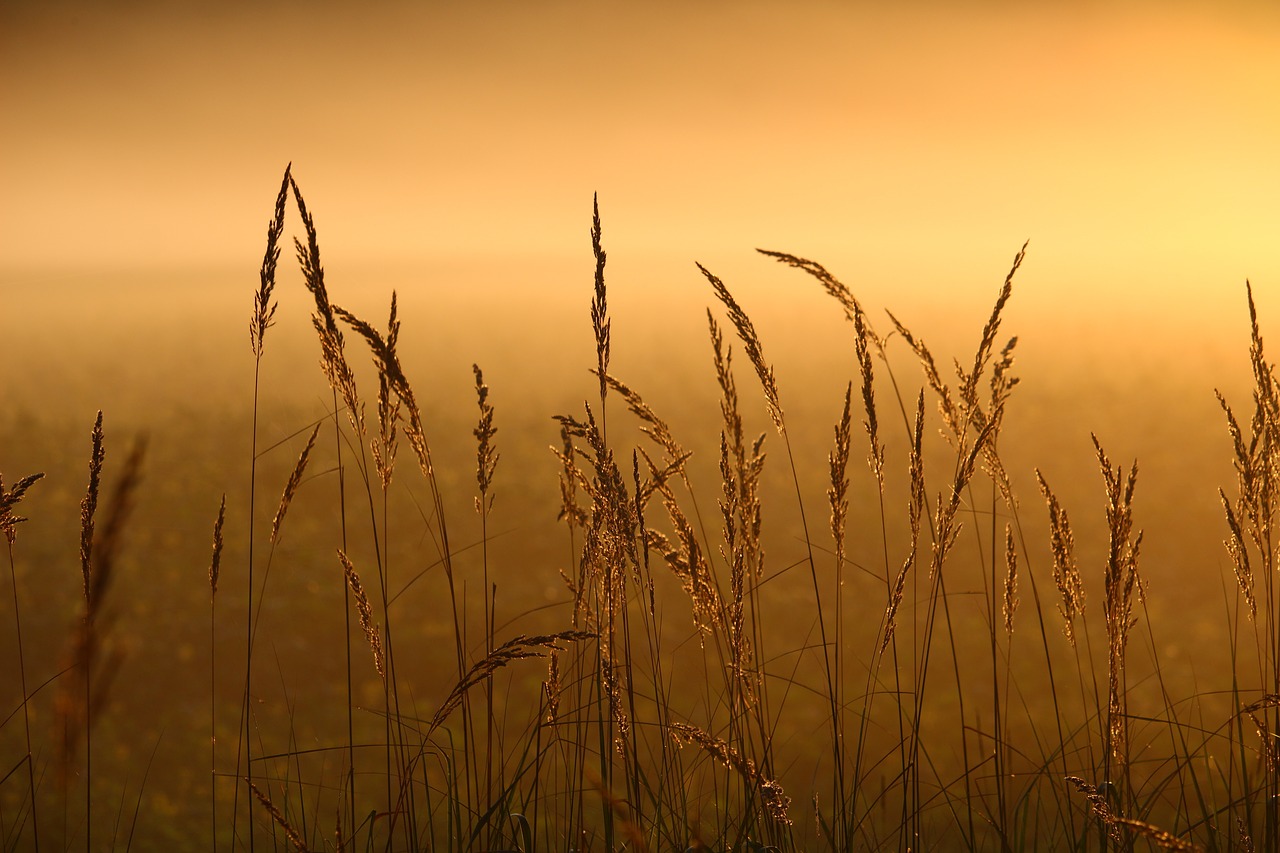 Nendrė, Žolė, Rūkas, Saulėtekis, Žolės, Šviesa, Morgenstimmung, Nuotaika, Pieva, Nemokamos Nuotraukos