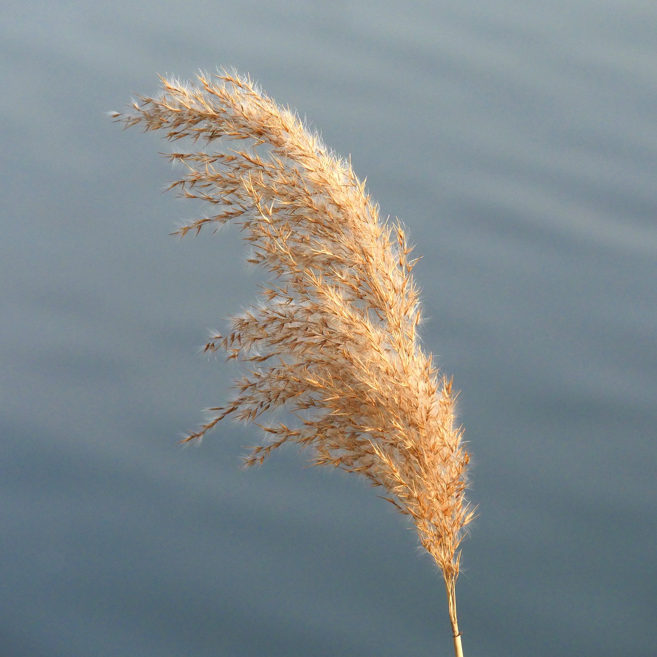 Nendrė, Skubėti, Panicle, Upė, Augalas, Gamta, Ežeras, Bankas, Atskirai, Žiedas