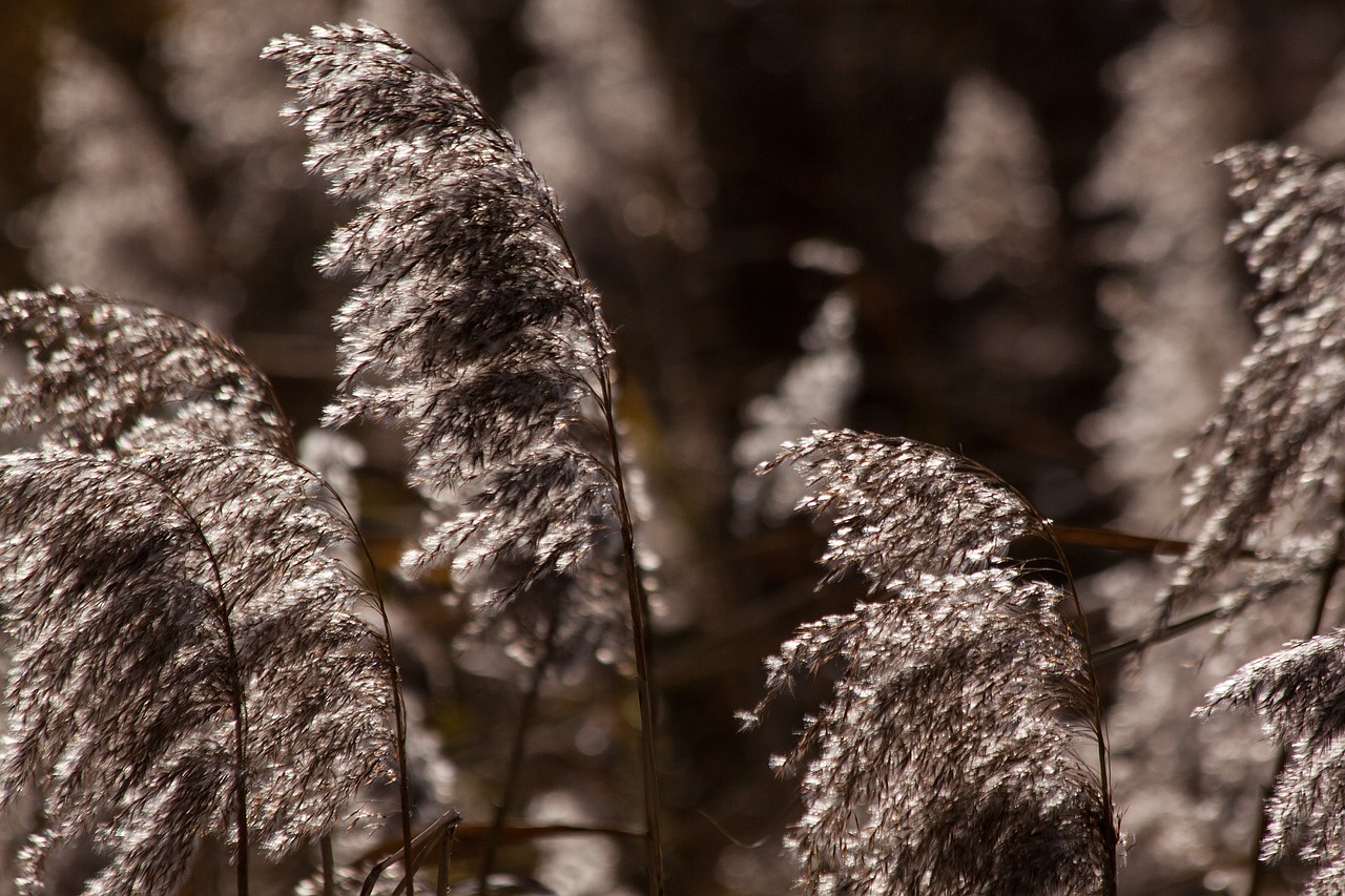 Nendrė, Phragmites Australis, Žolė, Poaceae, Pelkių Augalas, Bluegrass, Ilgos Dulkių Sriegiai, Atgal Šviesa, Augalas, Flora