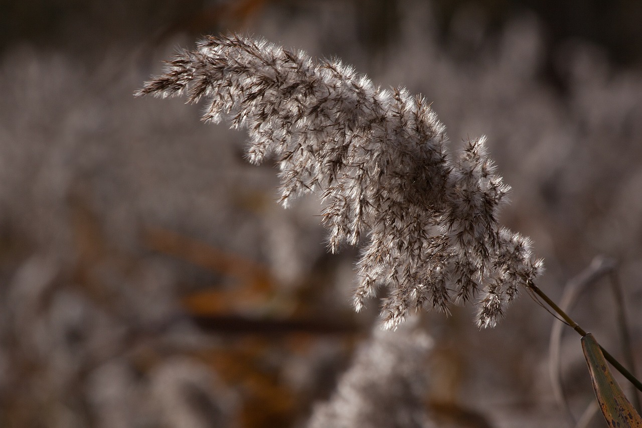 Nendrė, Phragmites Australis, Žolė, Poaceae, Pelkių Augalas, Bluegrass, Ilgos Dulkių Sriegiai, Atgal Šviesa, Augalas, Flora