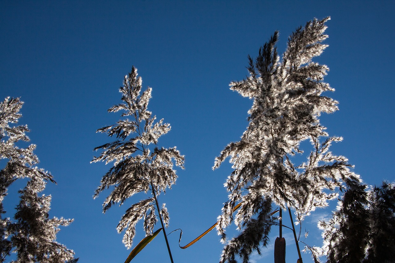 Nendrė, Phragmites Australis, Žolė, Poaceae, Pelkių Augalas, Bluegrass, Ilgos Dulkių Sriegiai, Atgal Šviesa, Augalas, Flora