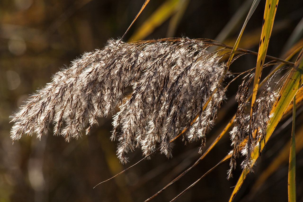 Nendrė, Phragmites Australis, Žolė, Poaceae, Pelkių Augalas, Bluegrass, Ilgos Dulkių Sriegiai, Atgal Šviesa, Augalas, Flora