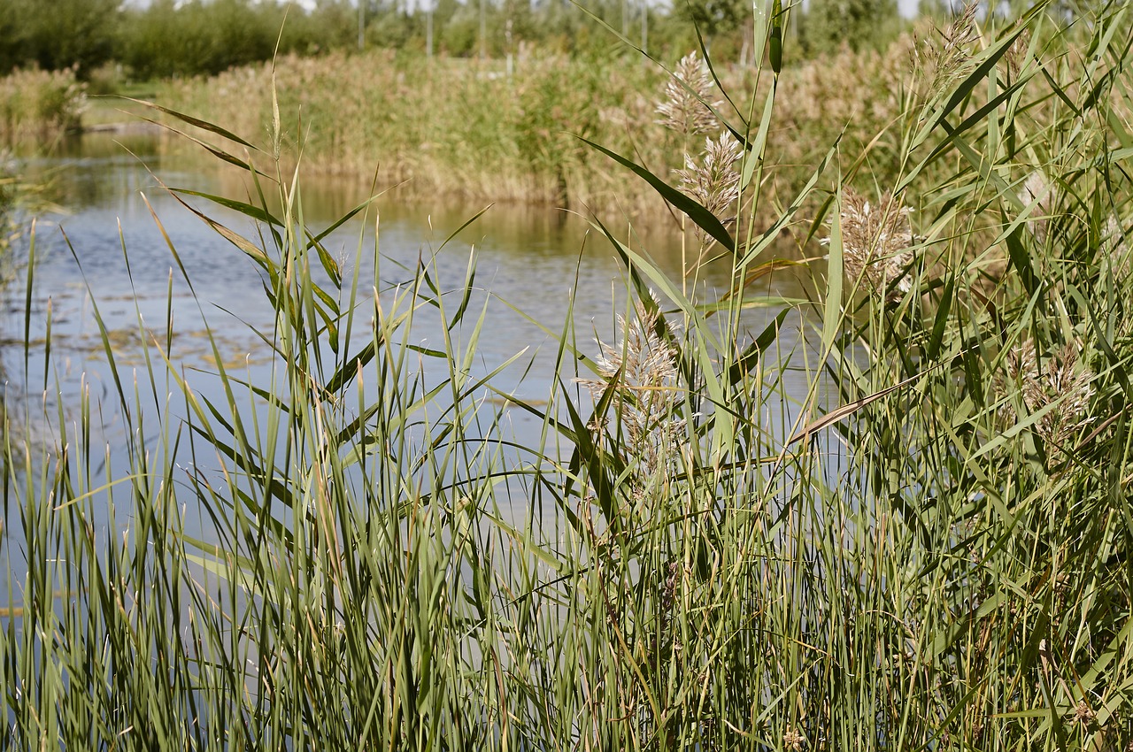 Nendrė, Gamta, Ežeras, Nemokamos Nuotraukos,  Nemokama Licenzija