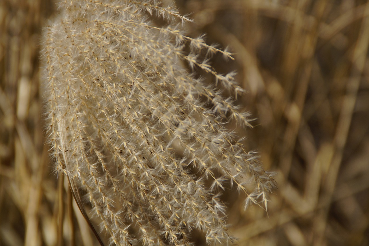 Nendrė, Žolės, Uždaryti, Makro, Žolė, Pavasaris, Nemokamos Nuotraukos,  Nemokama Licenzija