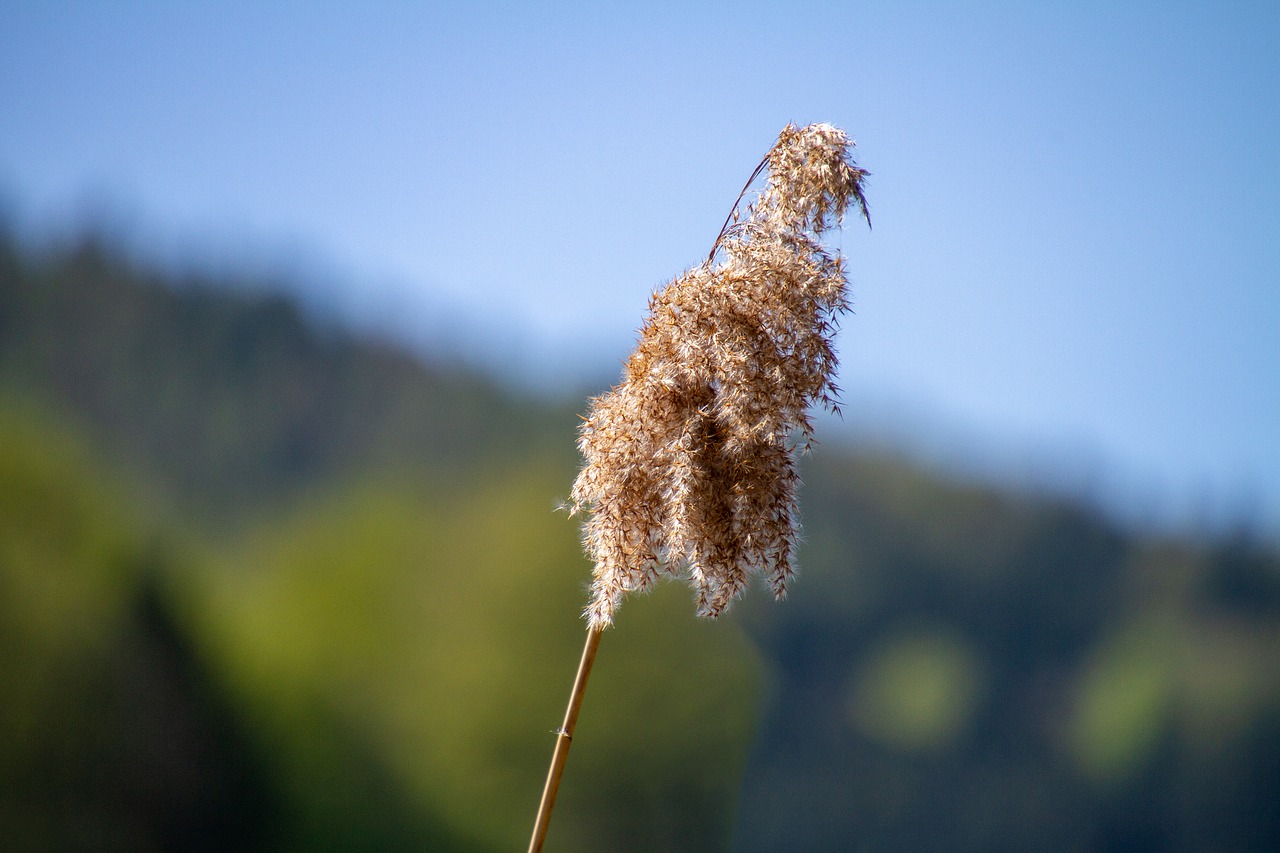 Reed,  Pobūdį,  Dangus,  Mėlynas Dangus, Nemokamos Nuotraukos,  Nemokama Licenzija