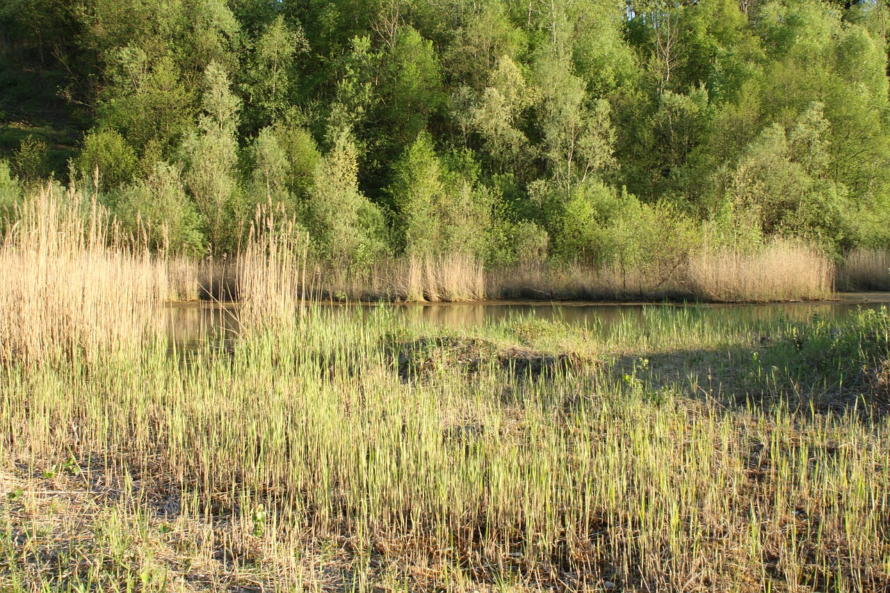 Nendrė, Pelkė, Kiauras, Gamta, Gamtos Rezervatas, Pelkė, Nemokamos Nuotraukos,  Nemokama Licenzija