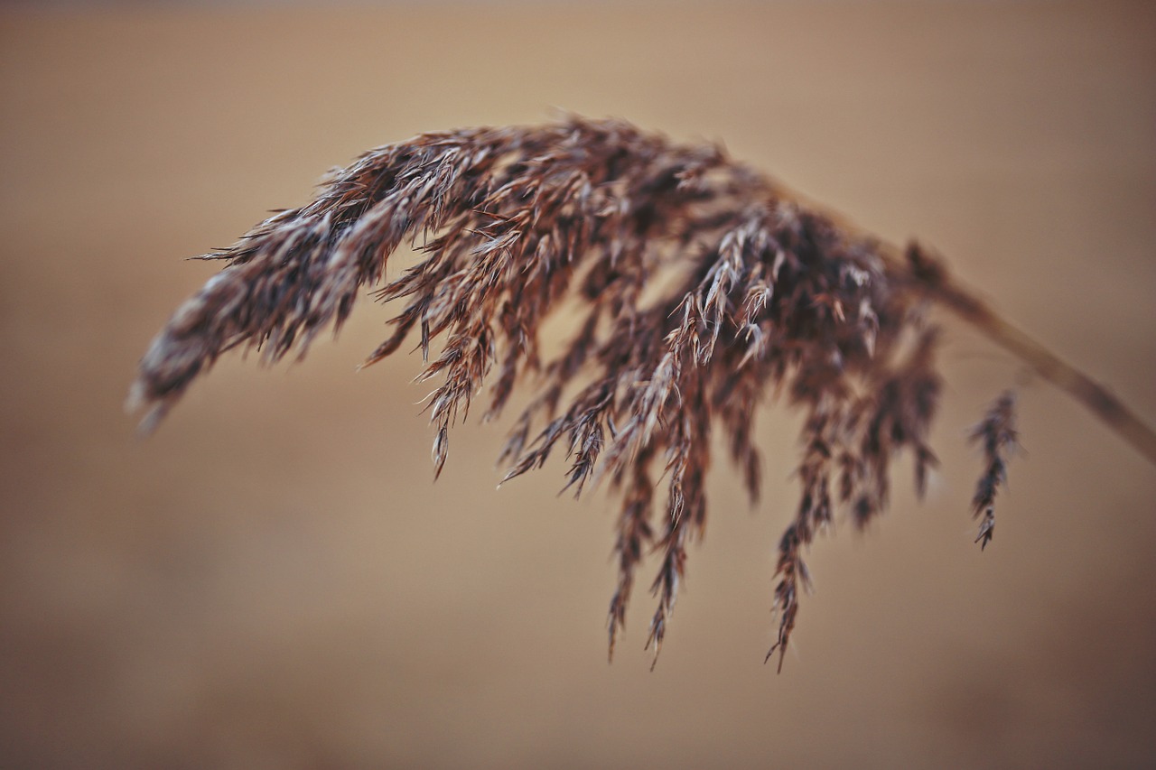 Nendrė, Makro, Phragmites, Gamta, Natūralus, Nemokamos Nuotraukos,  Nemokama Licenzija