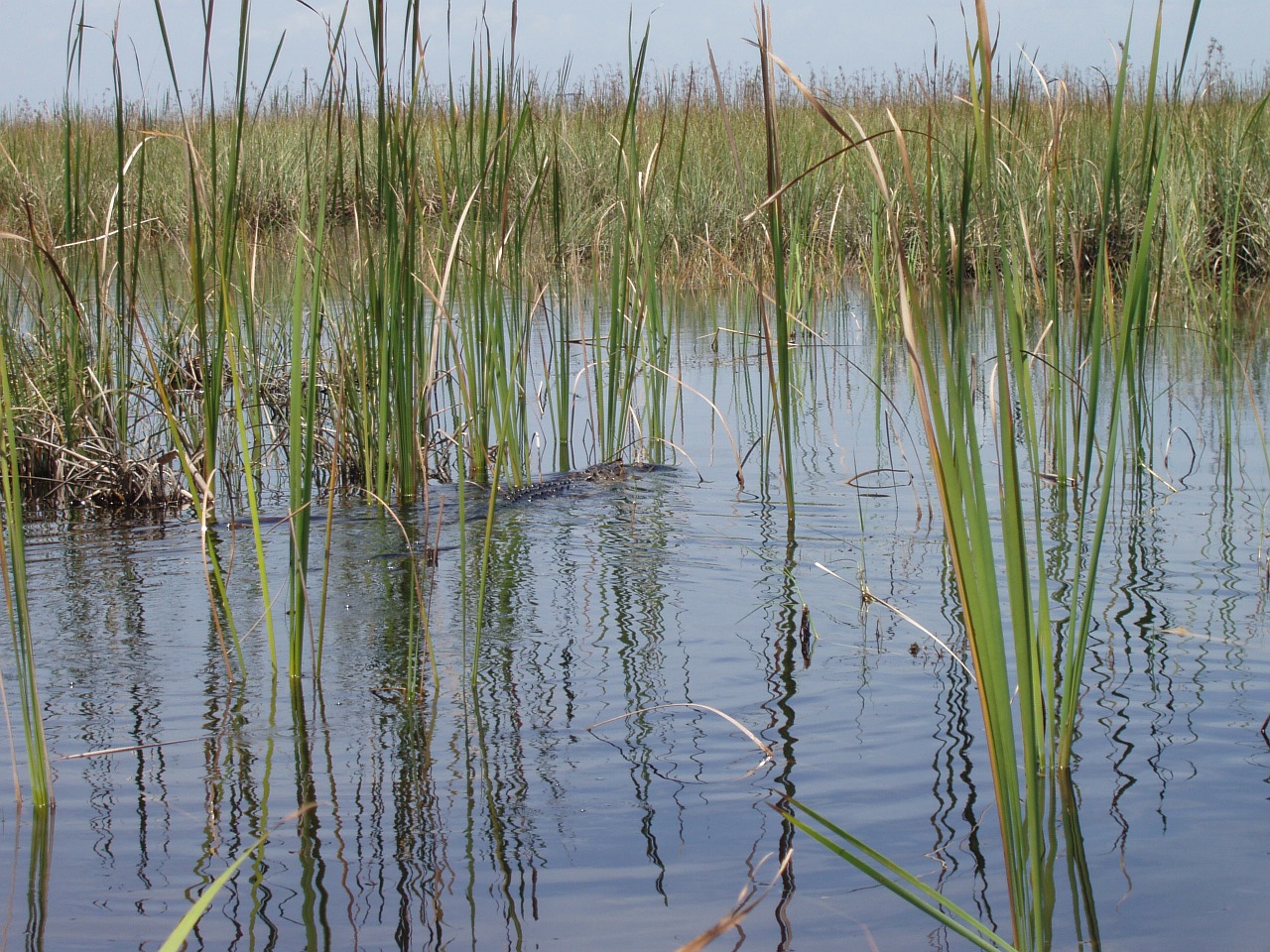 Nendrė, Pelkė, Vanduo, Skubėti, Everglades, Bankas, Žolės, Augalas, Gamta, Nemokamos Nuotraukos