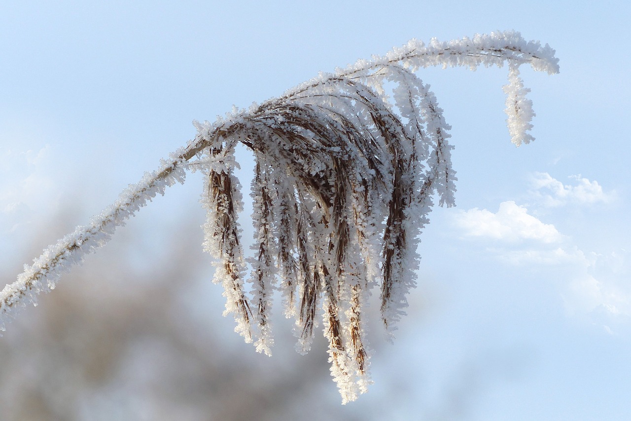 Reeth, Nendrė, Phragmites Communis, Augalas, Pelkių Augalas, Žiema, Sniegas, Nemokamos Nuotraukos,  Nemokama Licenzija