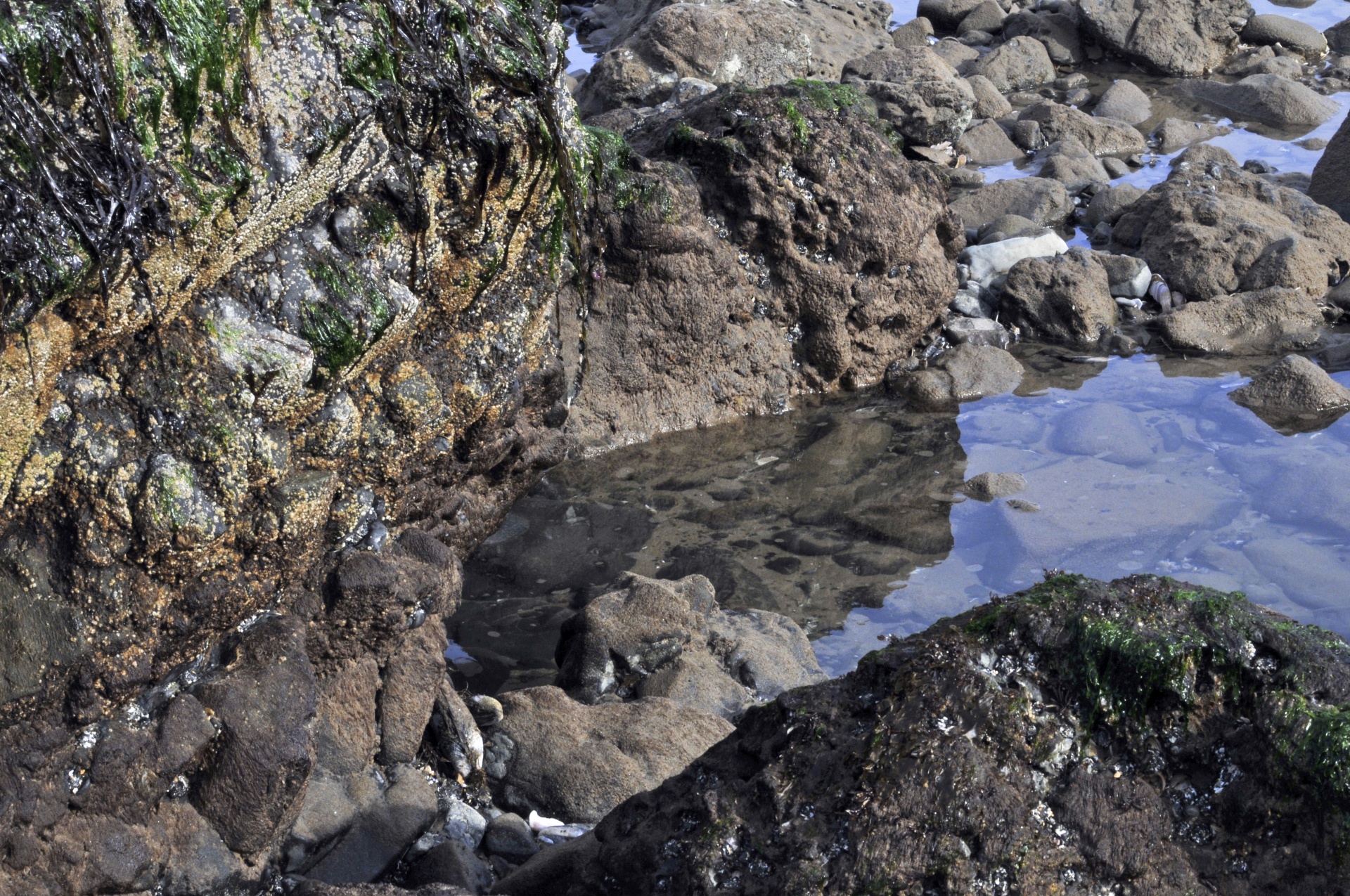 Tidepool,  Potvynis & Nbsp,  Baseinas,  Atspindėti,  Atspindys,  Jūra,  Papludimys,  Vandenynas,  Vanduo,  Atspindintis Tidepool