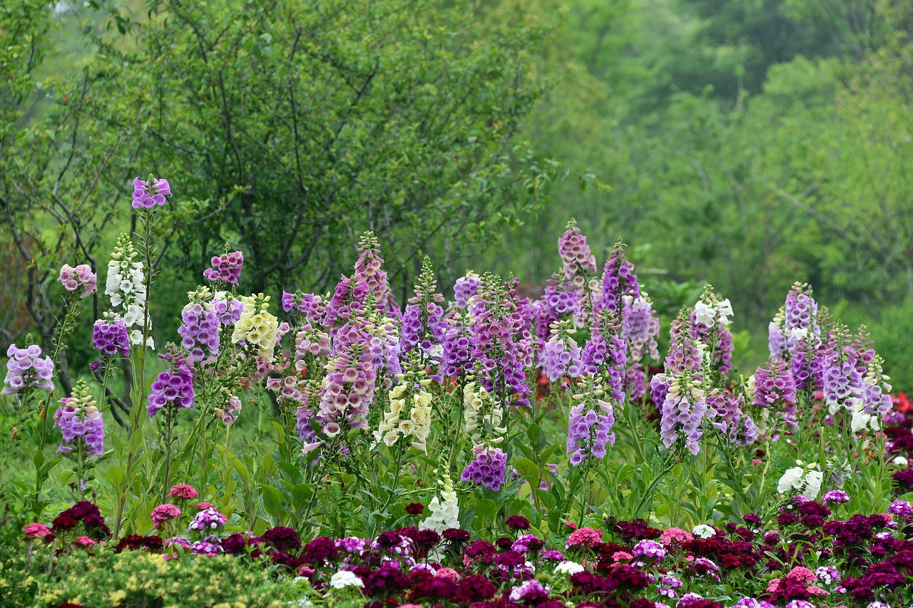 Rehmannia Glutinosa, Gėlė, Pavasaris, Ganyklos, Parkas, Medžiai, Violetinė, Balta, Žalias, Žydėti