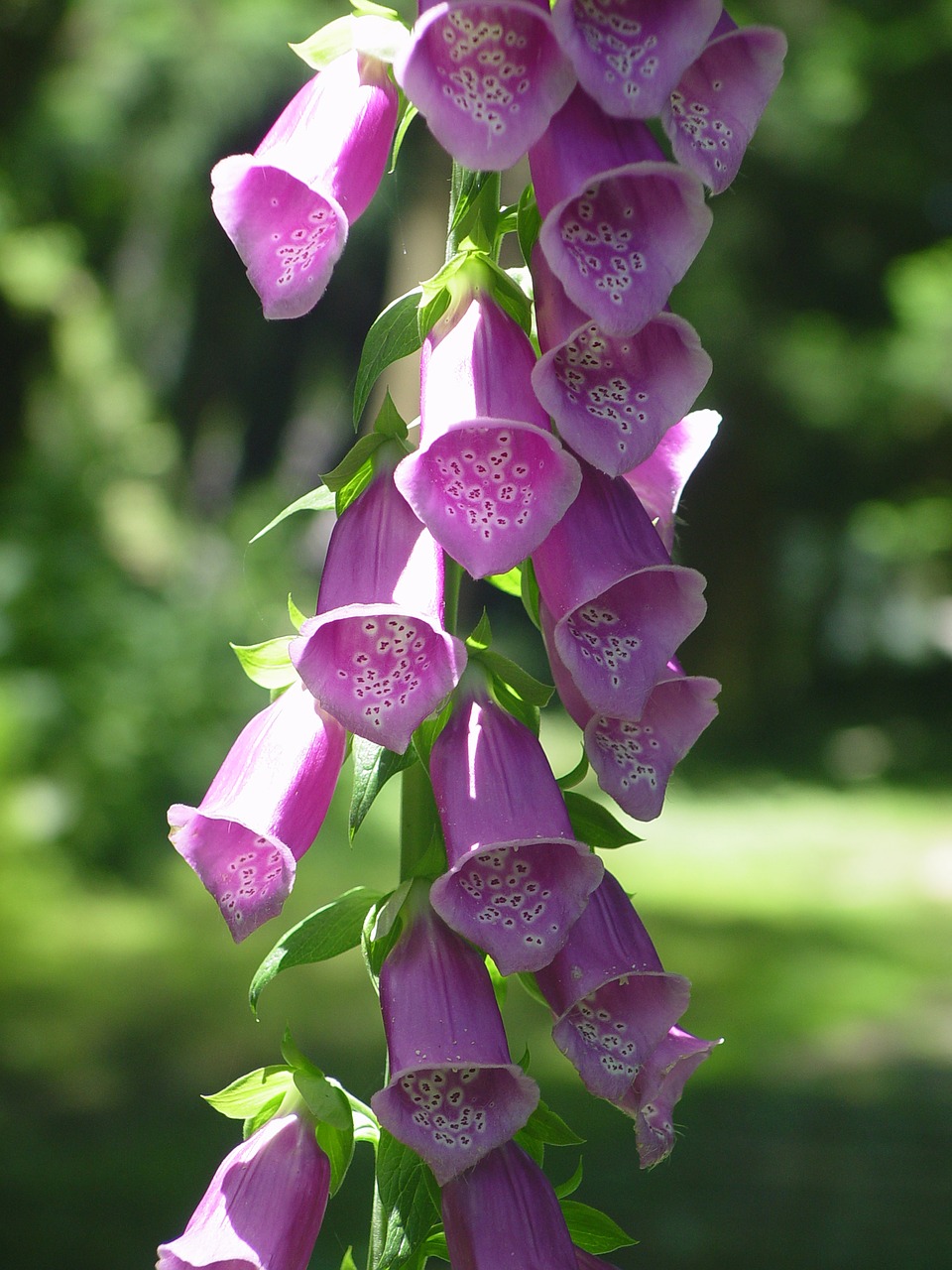 Rehmannia Glutinosa, Pakabintas Laikrodis Gėlė, Gėlė, Kai Varpas, Nemokamos Nuotraukos,  Nemokama Licenzija