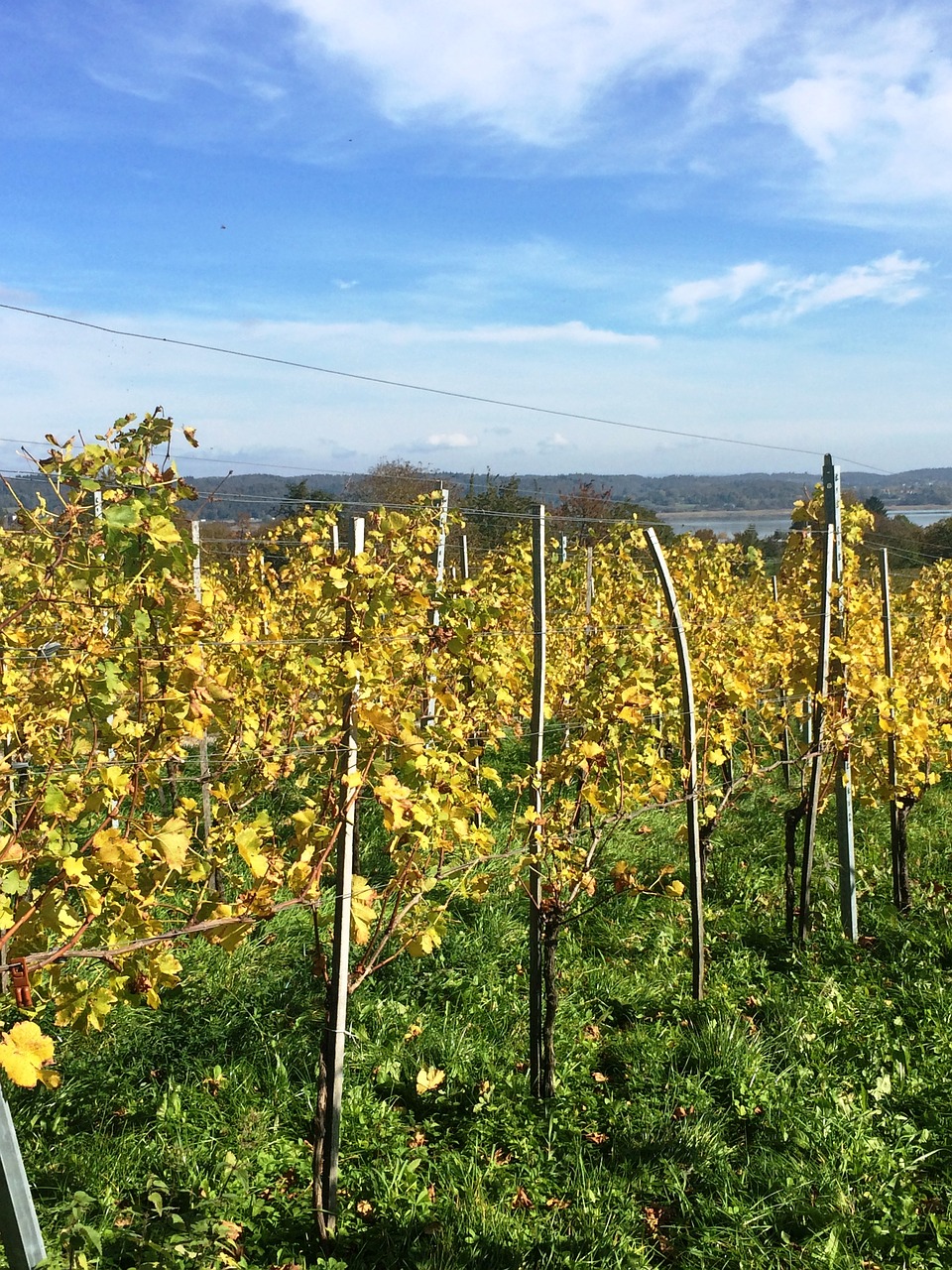 Reichenau Sala, Ežero Konstanta, Vynuogynas, Nemokamos Nuotraukos,  Nemokama Licenzija