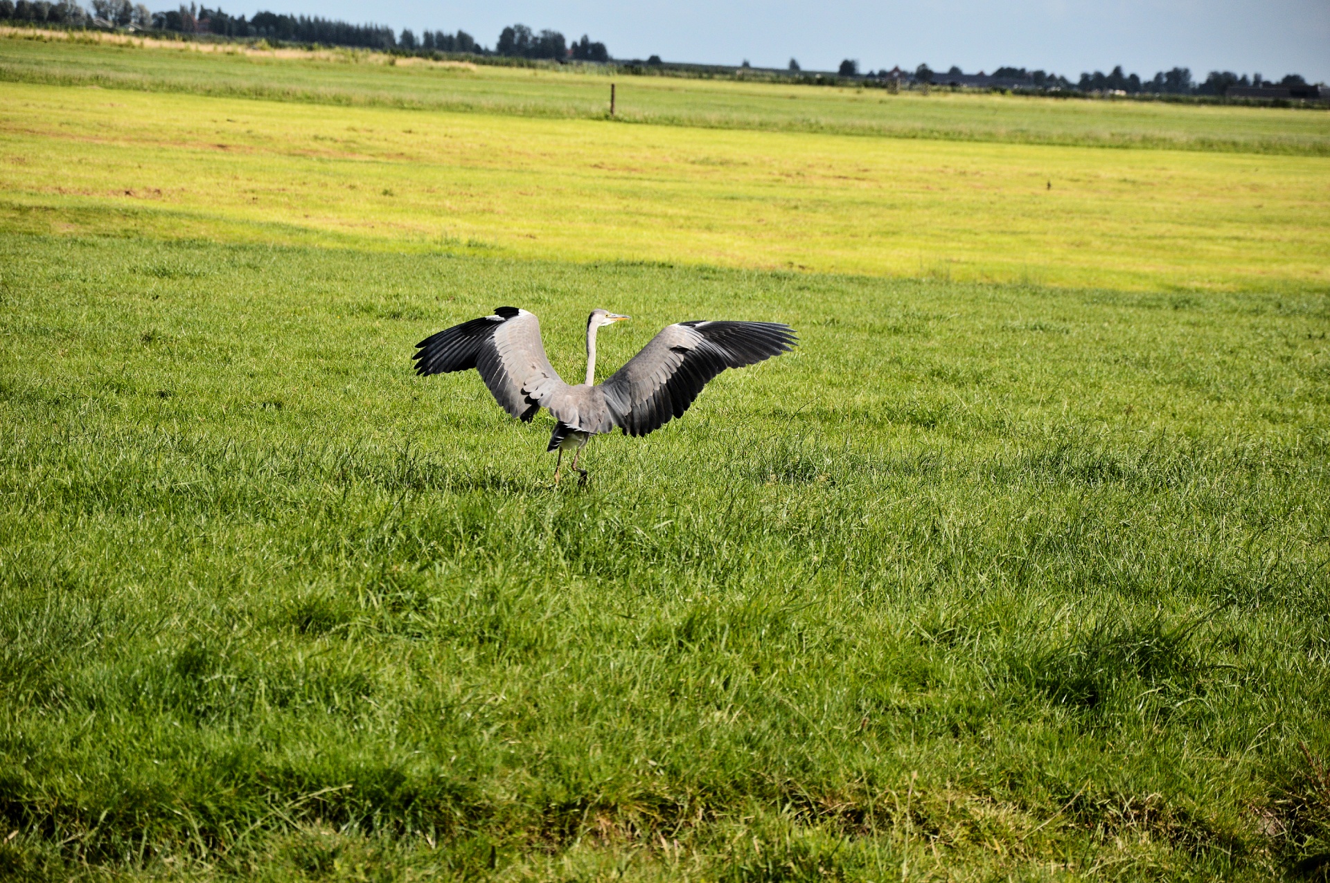 Heronas,  Paukštis,  Vandens Paukščiai,  Gamta,  Žuvis,  Maistas,  Polderis,  Griovys,  Heronas, Nemokamos Nuotraukos