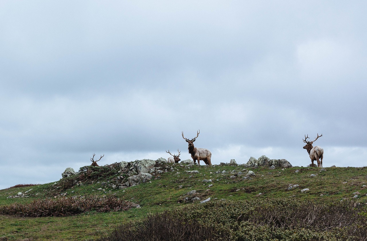 Šiaurės Elniai, Karibu, Rangifer Tarandus, Antlers, Laukinė Gamta, Elnias, Žinduolis, Gyvūnas, Patinas, Dykuma