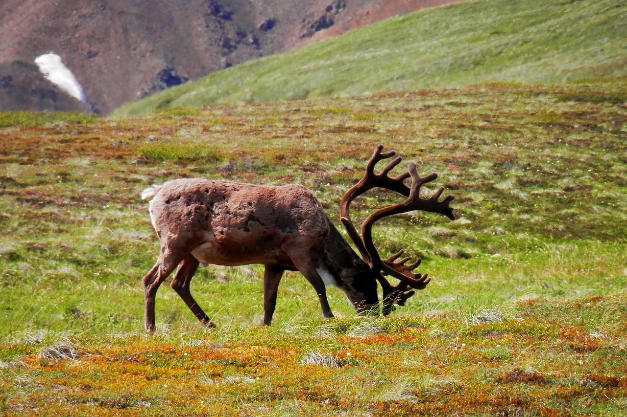 Šiaurės Elniai, Denali, Laukinė Gamta, Alaska, Gamta, Ganymas, Valgymas, Žinduolis, Šiaurė, Laukiniai