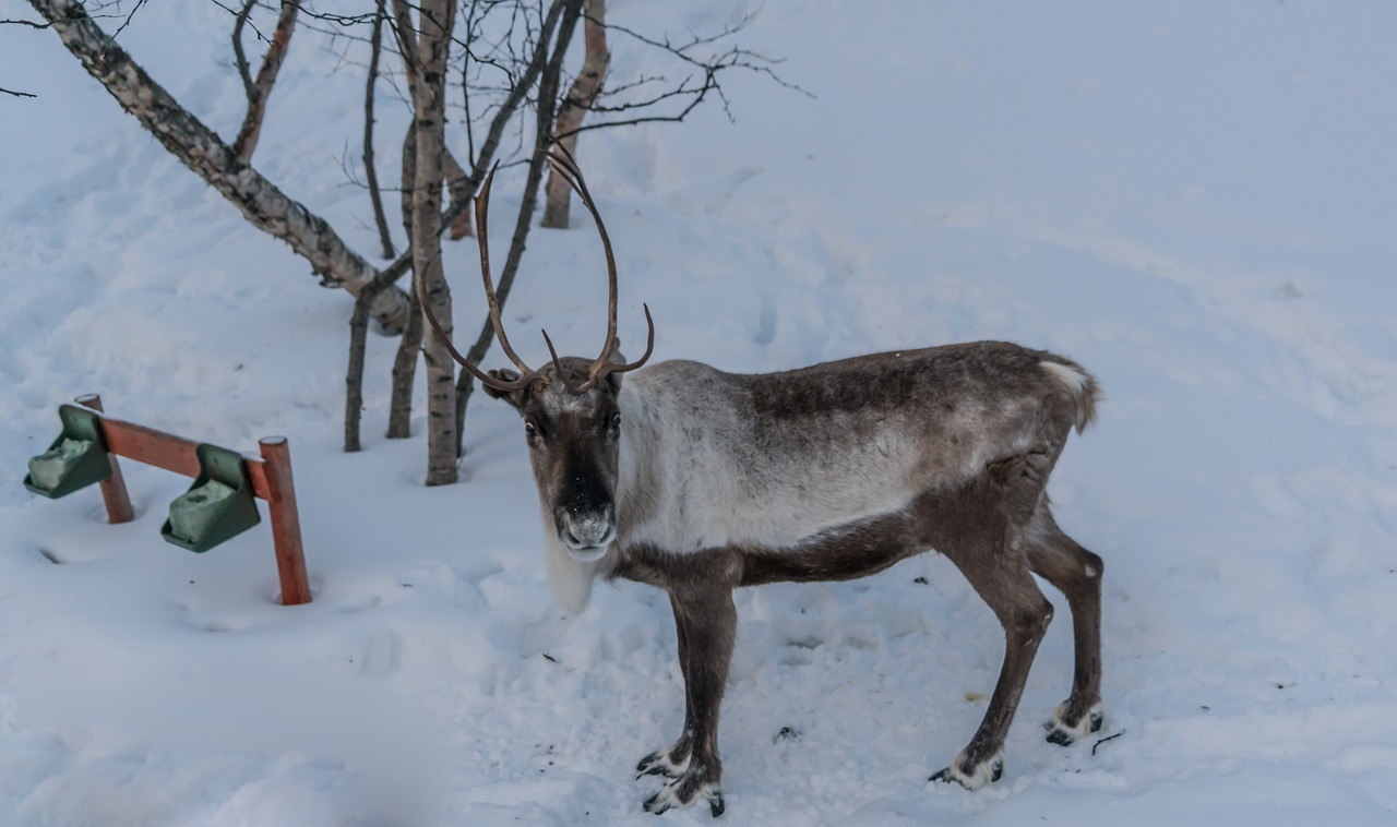 Šiaurės Elniai, Ruda, Antlers, Žiema, Elnias, Sniegas, Gyvūnas, Nemokamos Nuotraukos,  Nemokama Licenzija